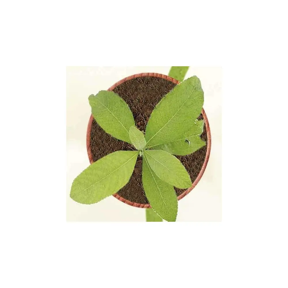 Καμφορά-Camphor oil - Image 2