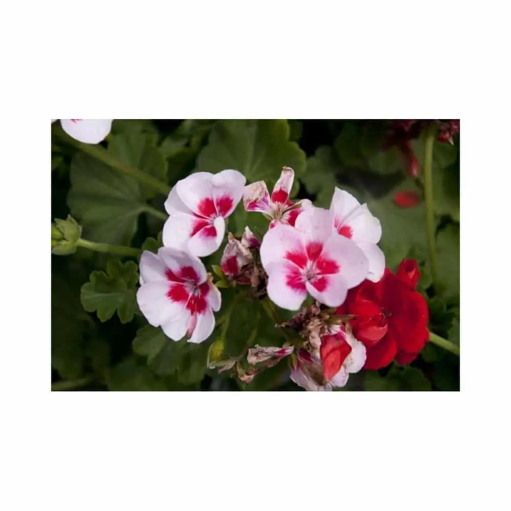 Γεράνι - Geranium - Image 2
