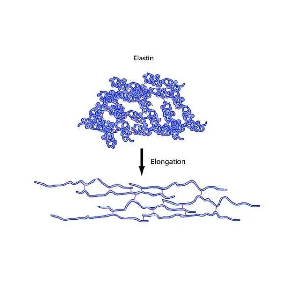 Ελαστίνη - Hydrolyzed Elastin - Image 2
