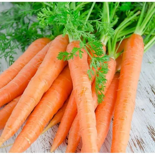 Καροτέλαιο - (carrot oil) - Image 2