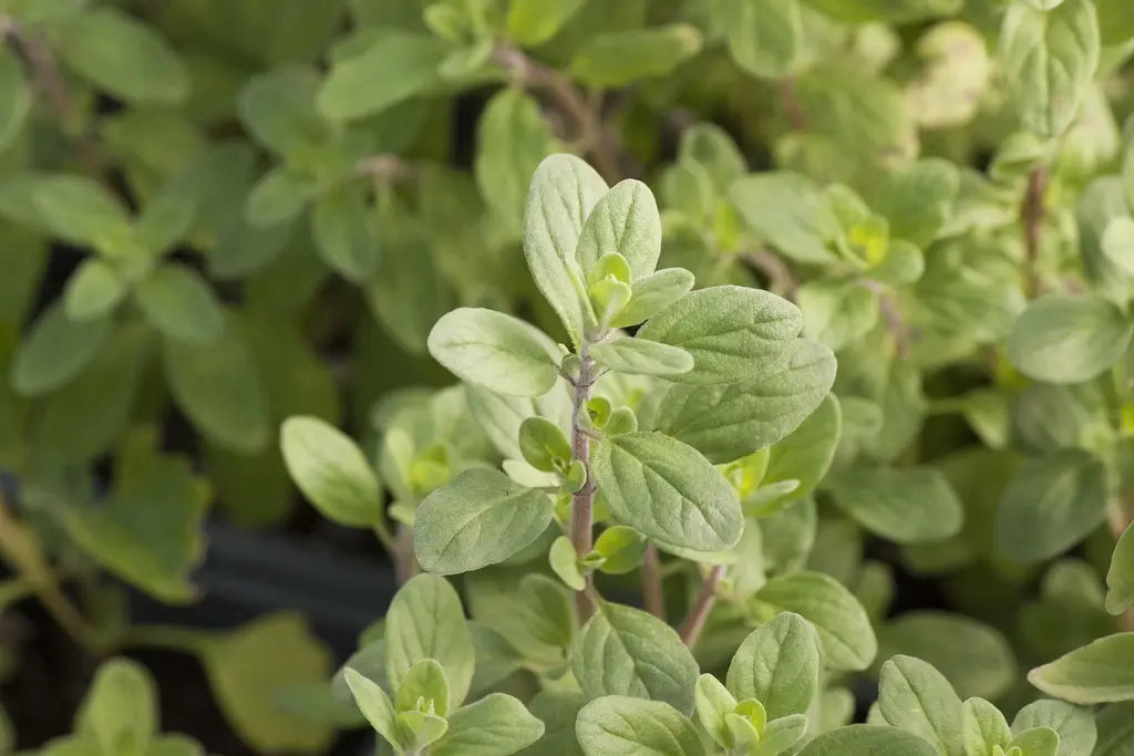 Μαντζουράνα-Marjoram oil - Image 3