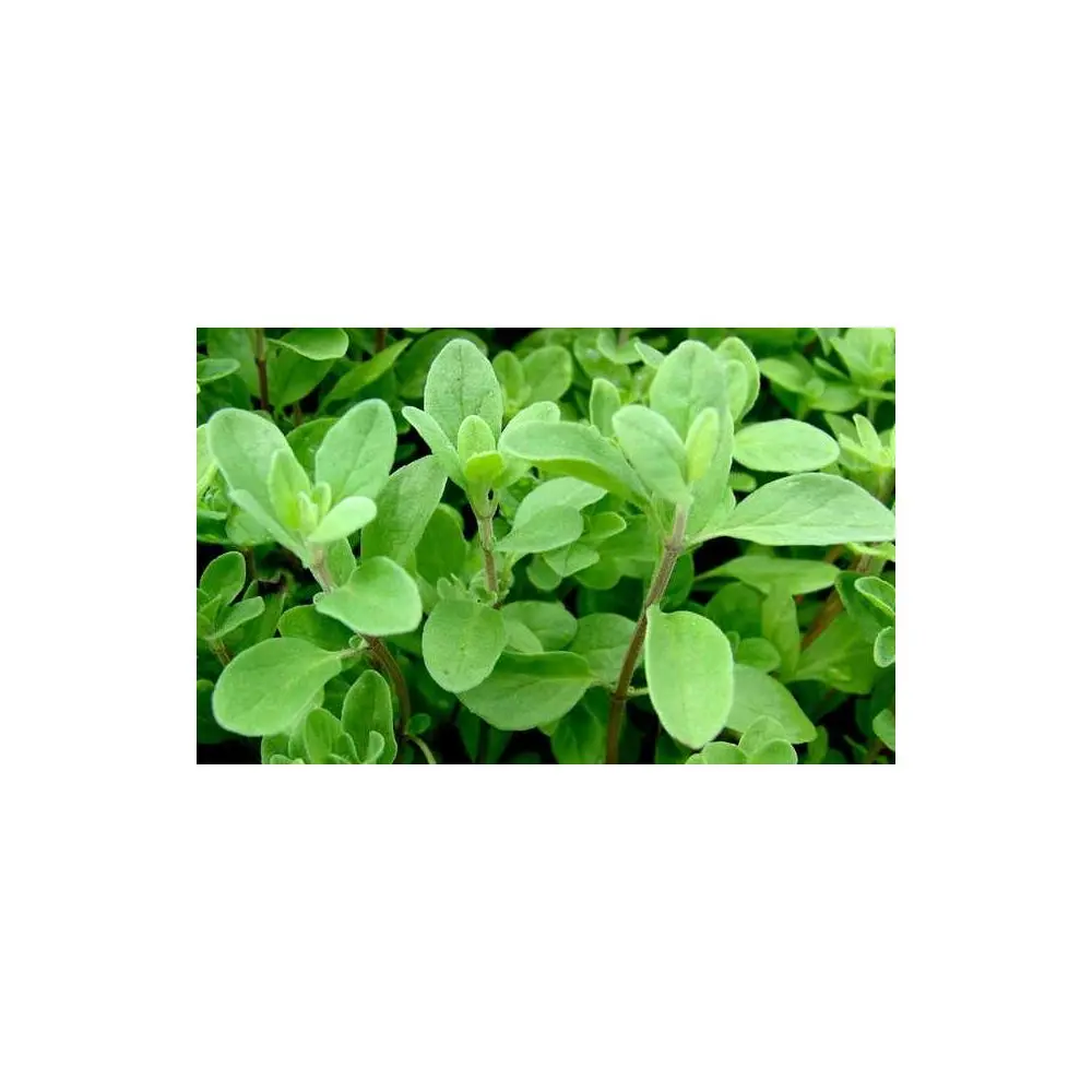 Μαντζουράνα-Marjoram oil - Image 2