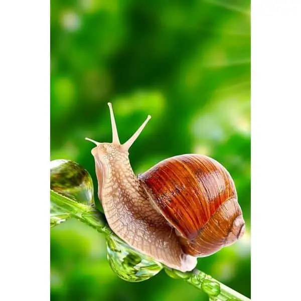 Ελιξήριο Σαλιγκαριού - Snail Secretion Filtrate - Image 2