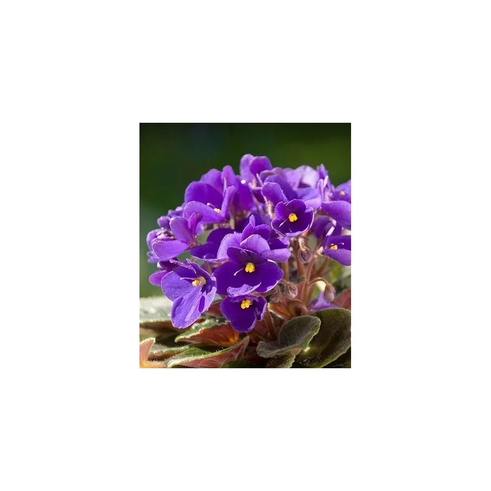 Βιολέτα - Violeta - Image 2