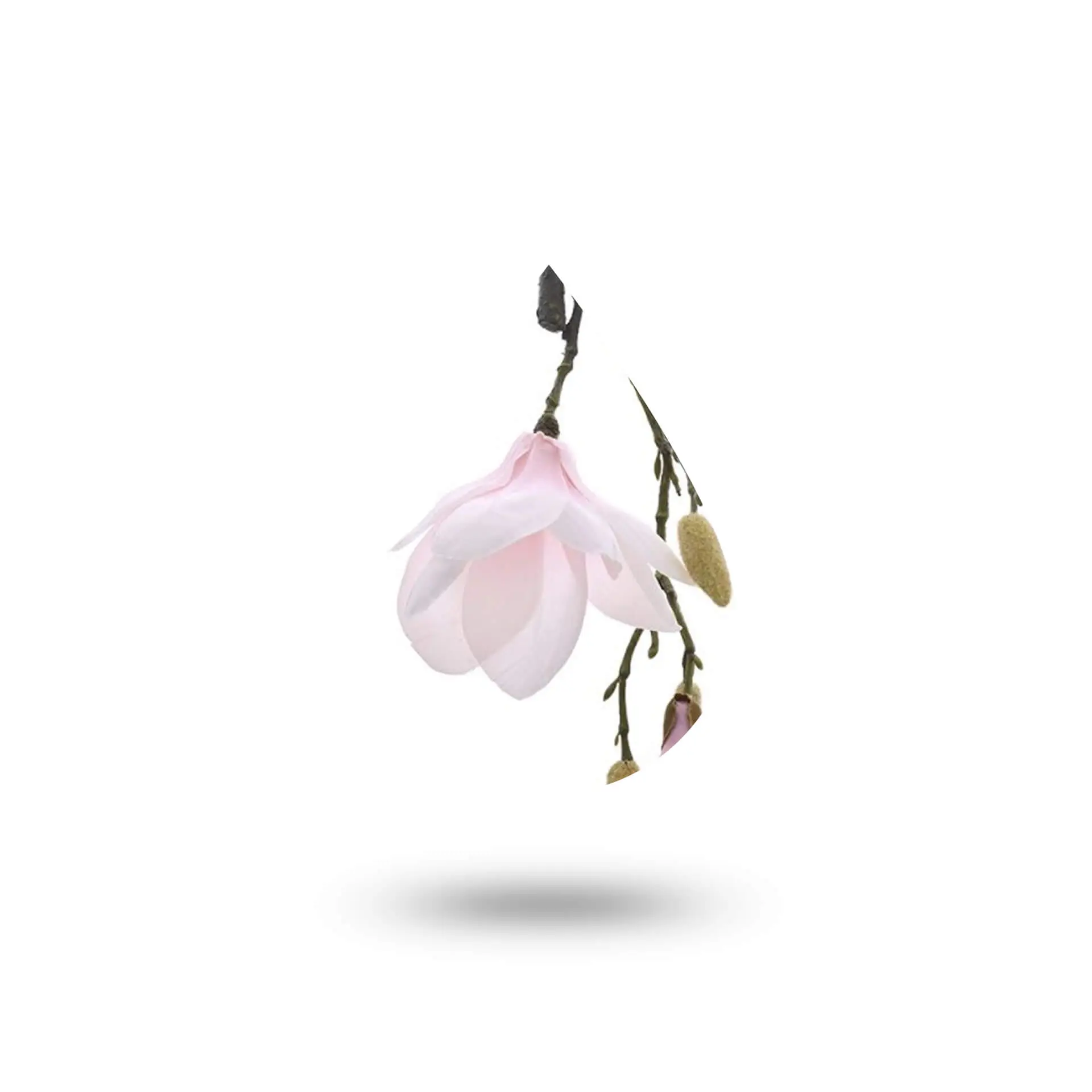 Άρωμα Μανόλια 50ml