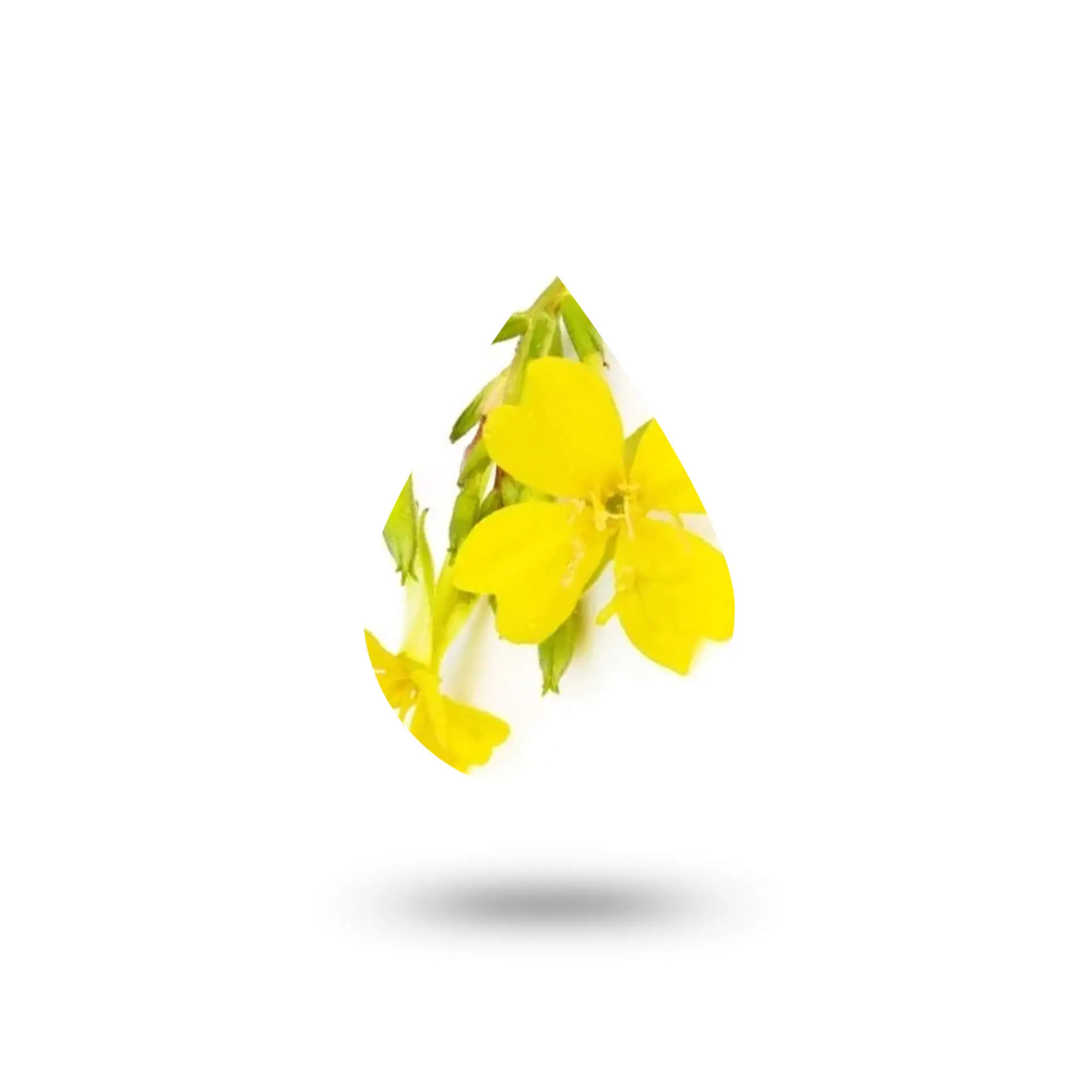 Άρωμα Νυχτολούλουδο 50ml