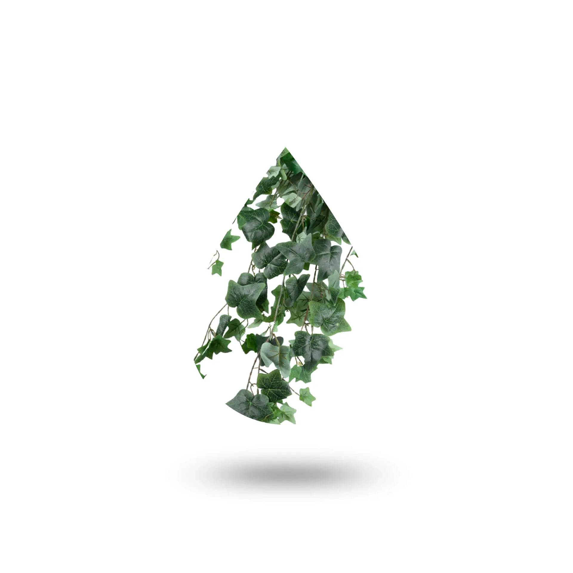 Έλαιο Κισσού - Ivy oil