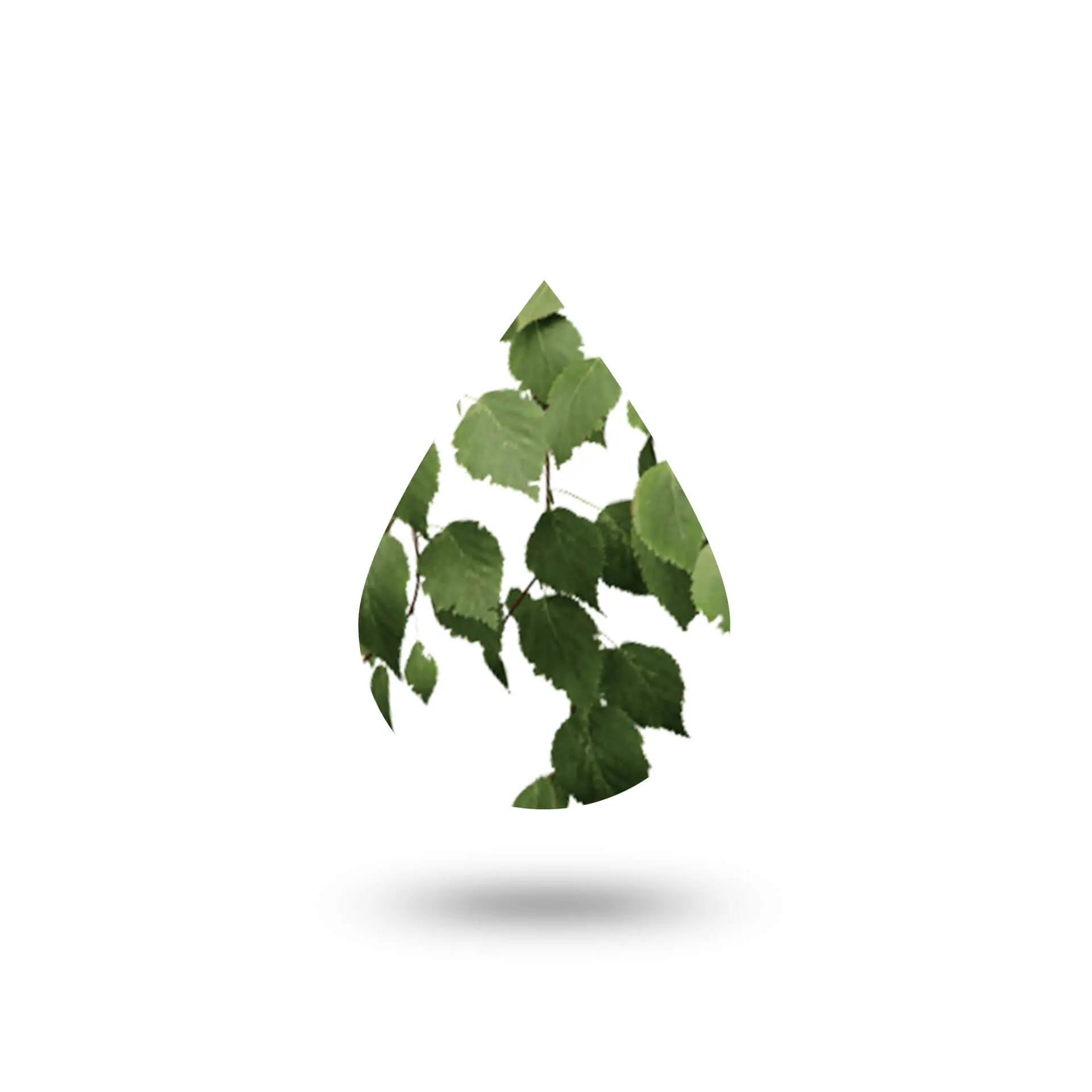 Έλαιο Σημύδας (Betula oil)