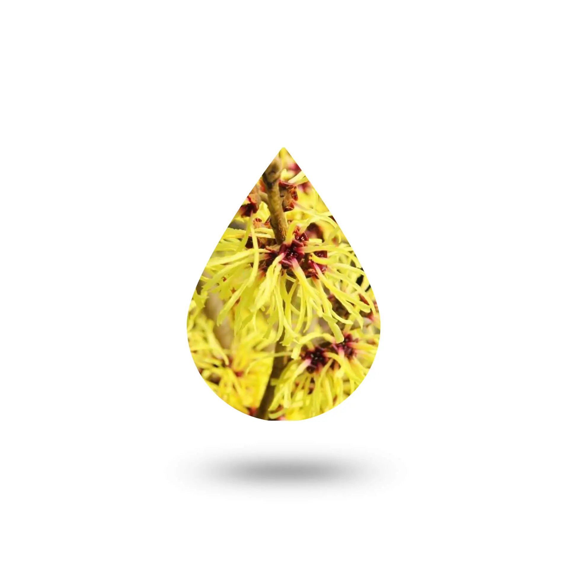 Αμαμηλίς Ανθόνερο