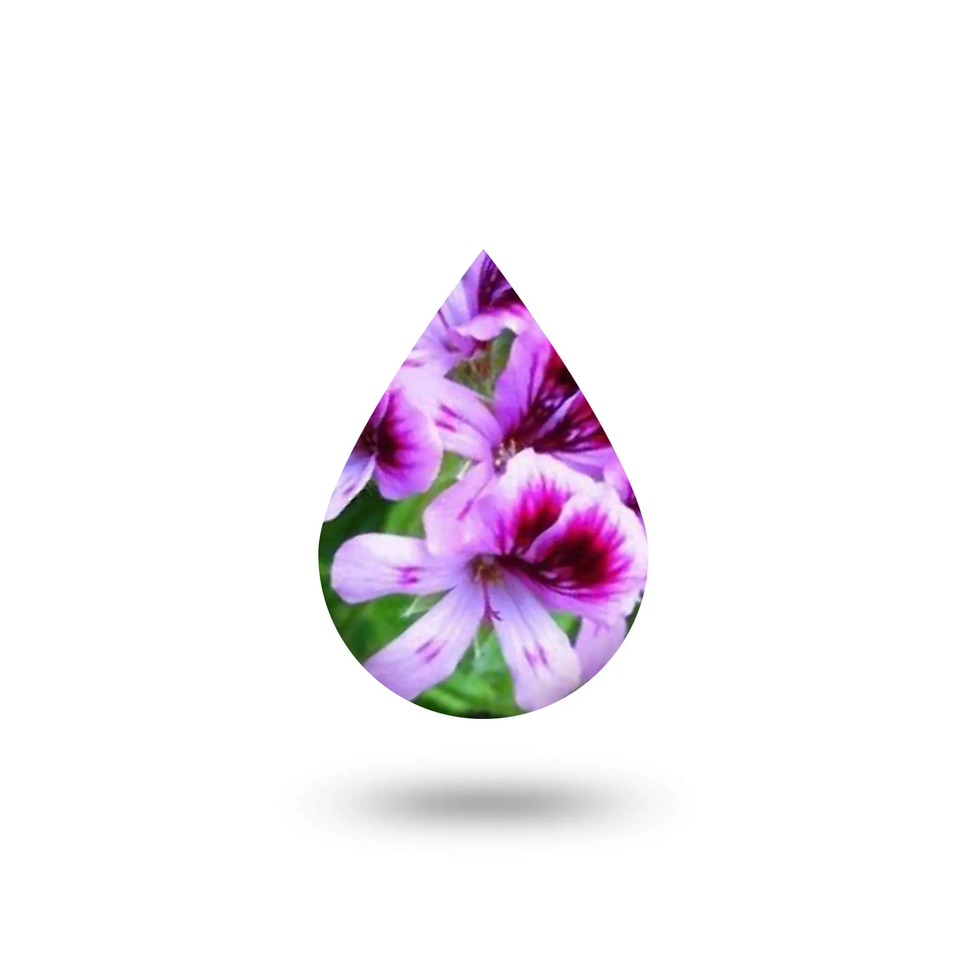 Γεράνι Ανθόνερο