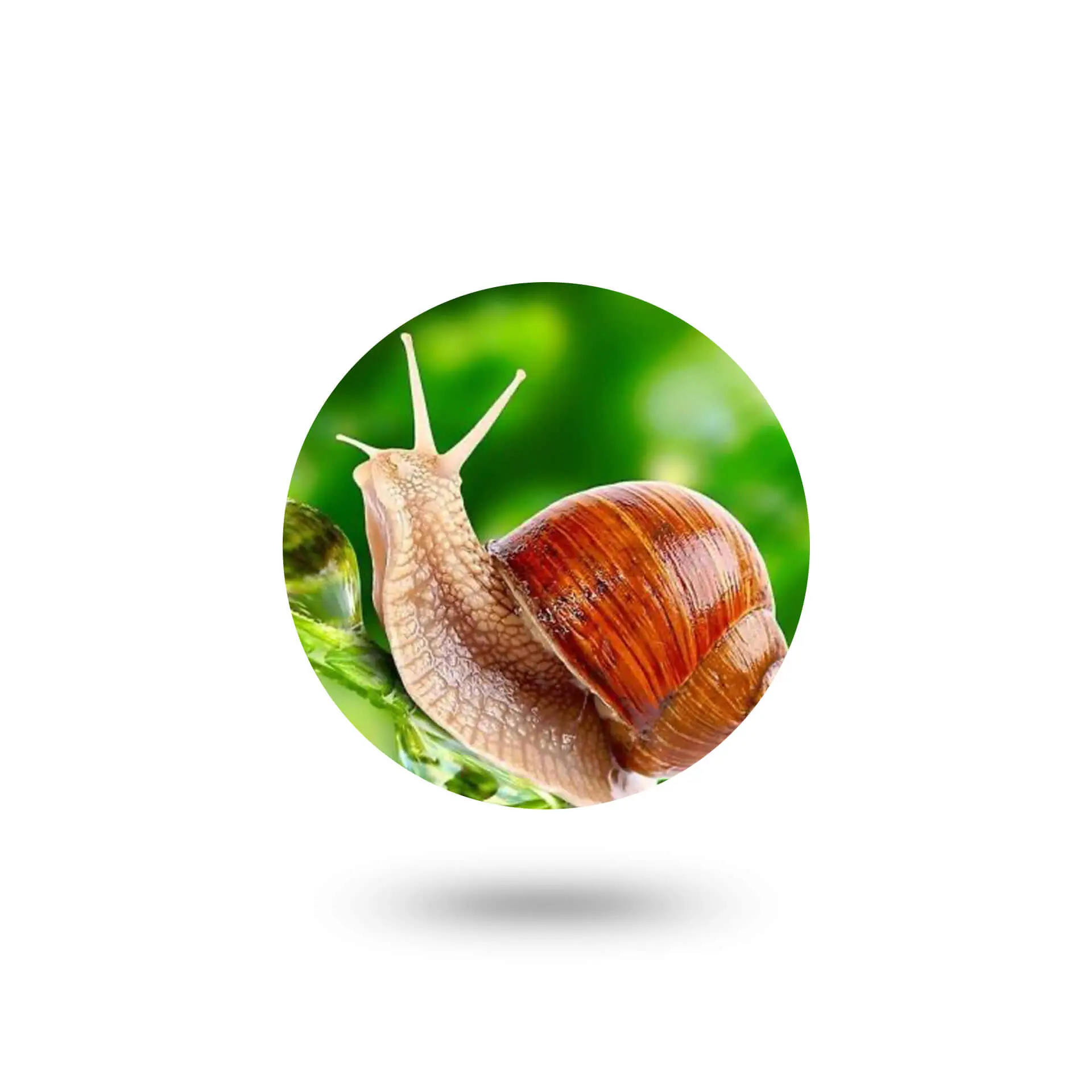 Ελιξήριο Σαλιγκαριού - Snail Secretion Filtrate