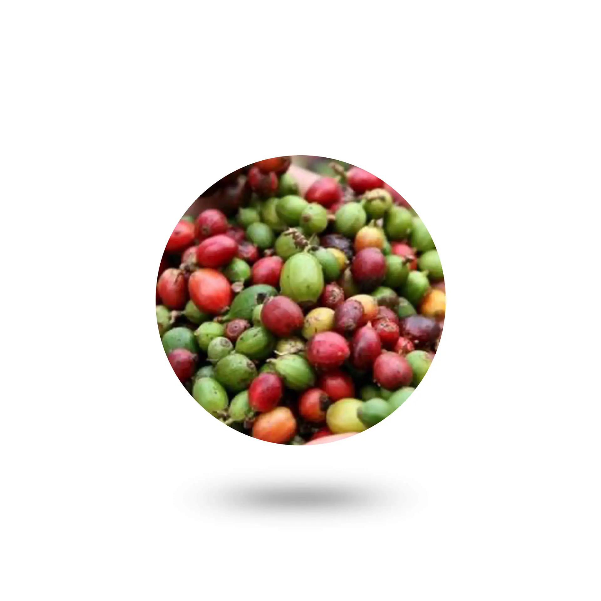 Καφεΐνη  - Caffeine