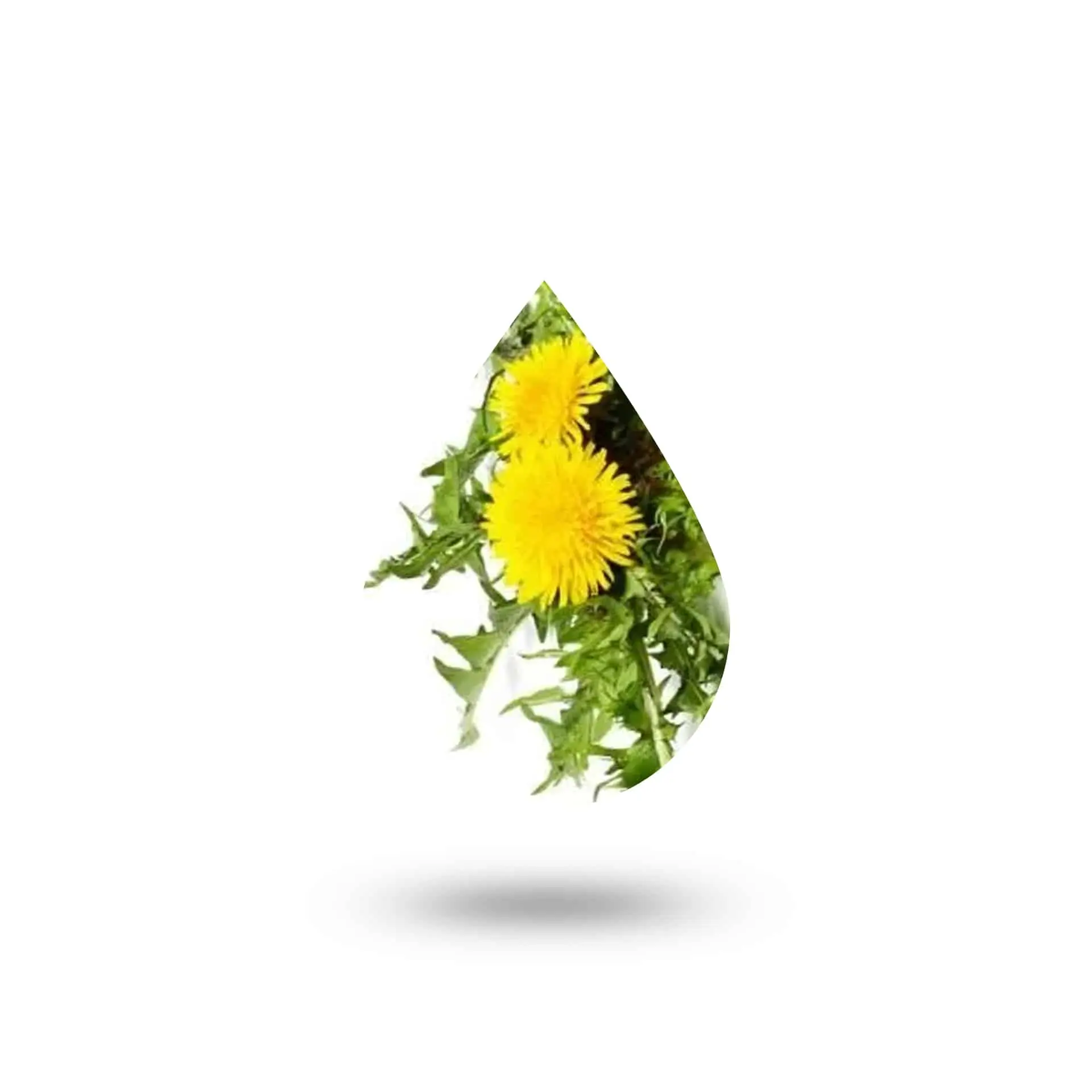 Ταραξάκο 30ml