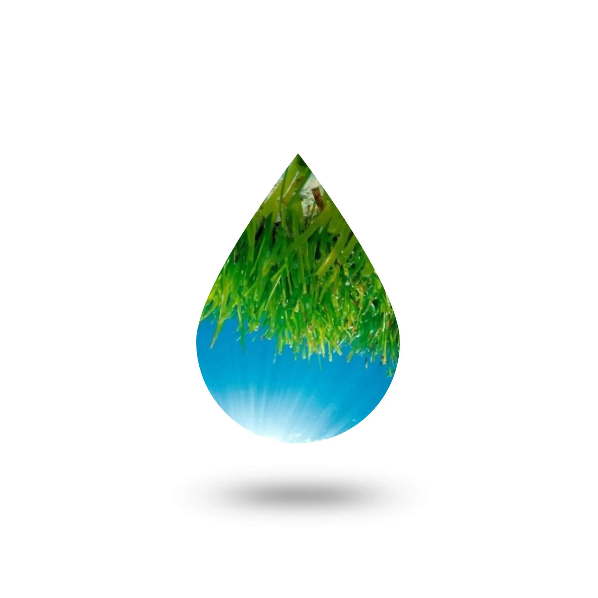 Φύκια - Bladderwrack glycolic extract