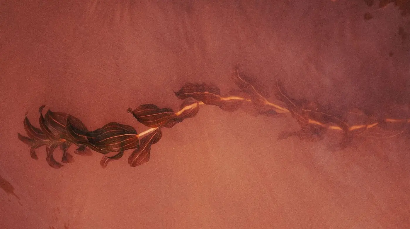 Φύκι και πράσινο τσάι σου χαρίζουν πιο σμιλεμένο και λείο δέρμα